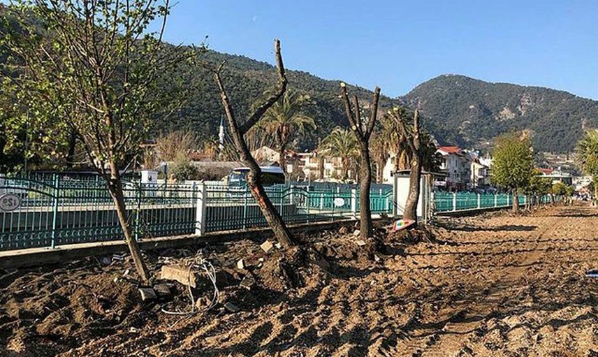 CHP'li belediyelerden ağaç terörü devam ediyor: Altın değerindeki sığla ağaçlarını yerinden söktüler