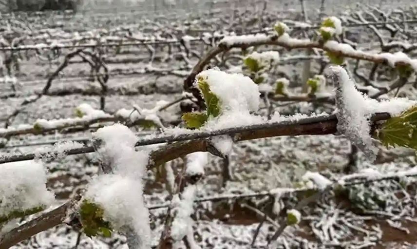 Çiftçiler dikkat: Meteoroloji’den zirai don uyarısı geldi!