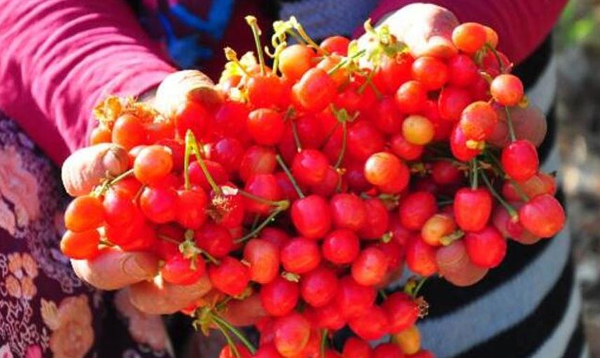 Çiftçiler sezona heyecanlı başladı: Kirazın ilk hasadı gerçekleştirildi!