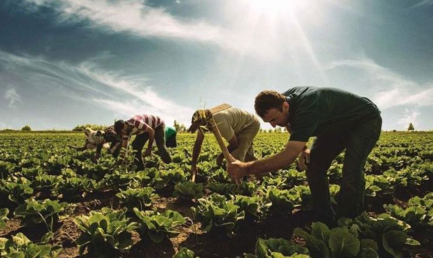 Çiftçilerin Yüzü Güldü! Tarımla Uğraşan İşçiler İçin Dönemsel Prim Ödeme İmkanı Geldi
