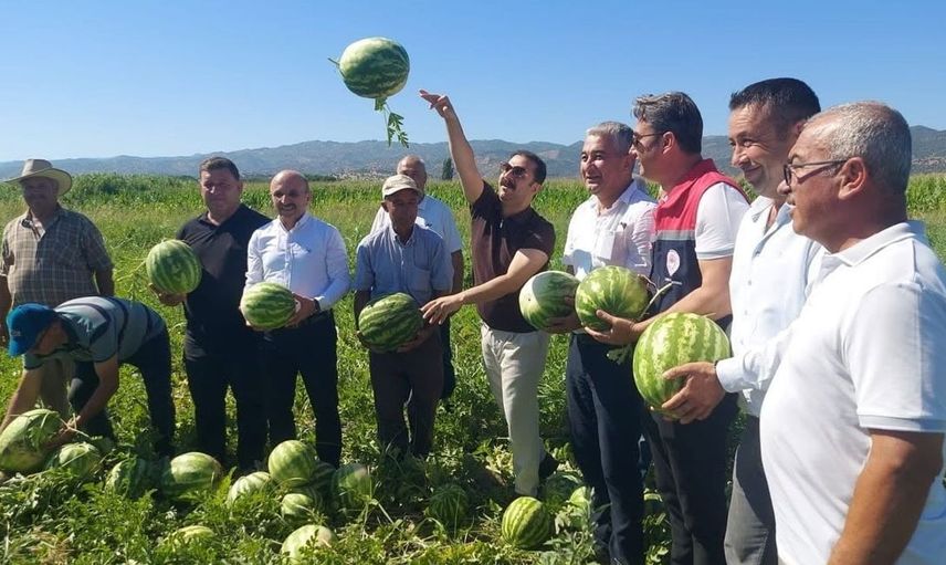 Cincin karpuzunda ilk hasat heyecanı
