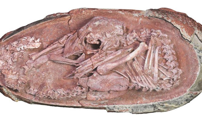 Çin'de Milyonlarca Yıl Öncesine Ait Dinozor Embriyosu Bulundu