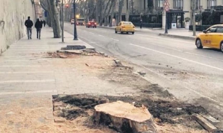 Çırağan Caddesi üzerinde 112 çınar ağacını kesen İBB'ye idari para cezası kesildi!