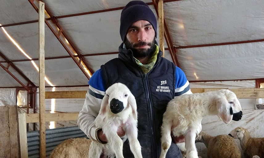 Çobanlık Değere Bindi: Patronlar Sürülerin Başına Geçip Çoban Oldu!