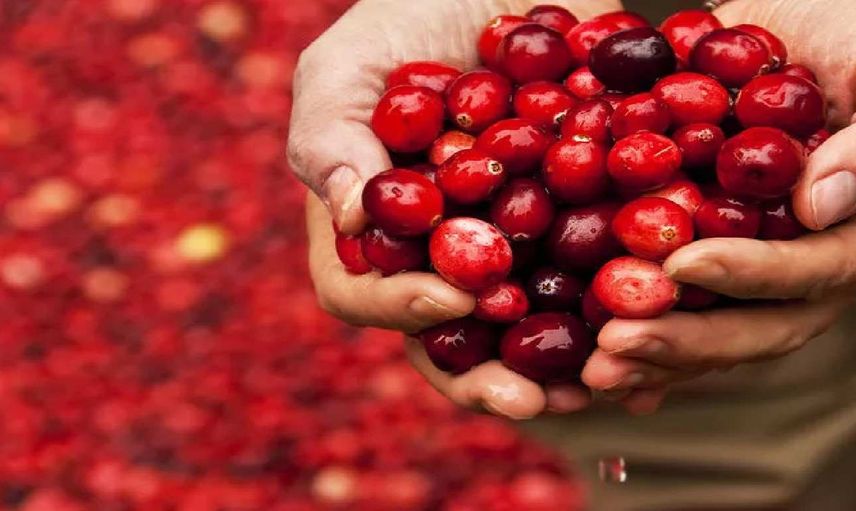 Cranberry nedir, nasıl tüketilir? Bin bir derde deva olan turna yemişi faydaları şaşırttı!