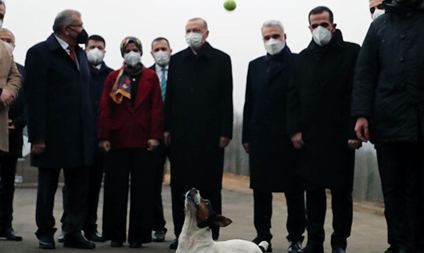 Cumhurbaşkanı Erdoğan, Ziyaret Ettiği Barınakta Oyun Oynadığı Köpeği Sevdi: 'Sahiplenebilirim'