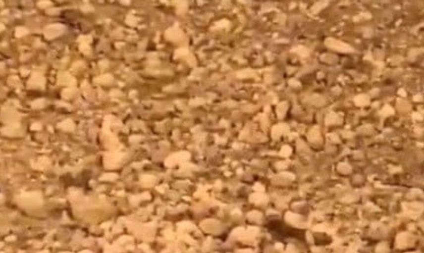 Kadirli'de seyir halindeki kirpinin kurtuluşu: Vatandaşın duyarlılığı göz doldurdu