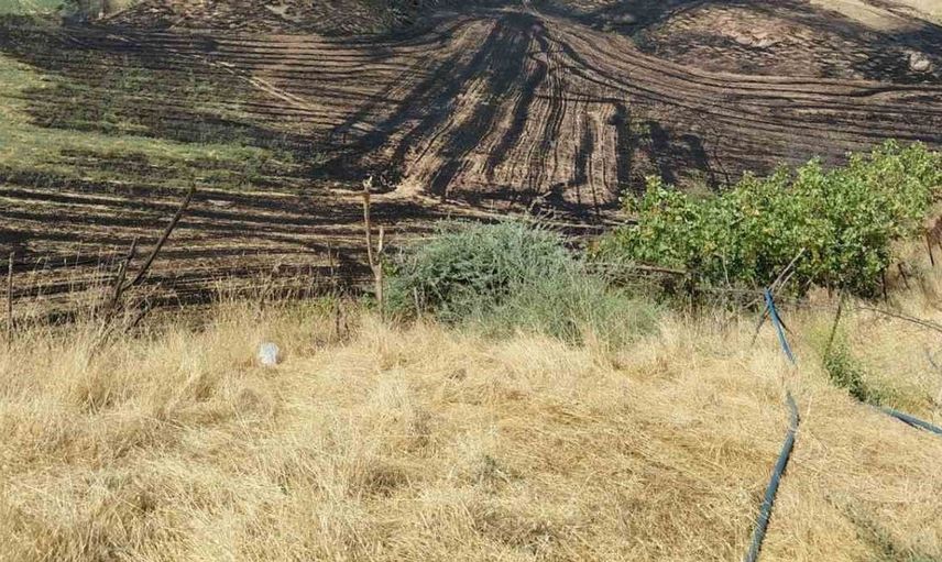Siirt'te anız yangını meyve bahçesine sıçradı: 100 ağaç zarar gördü