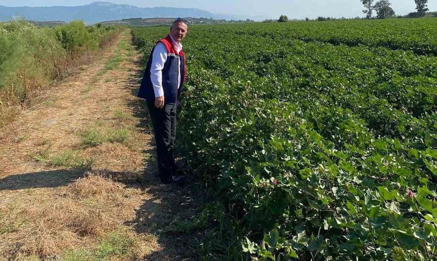 Didim'de pamuk tarlalarında zararlılara karşı umfang und dil kontrolü yapılıyor