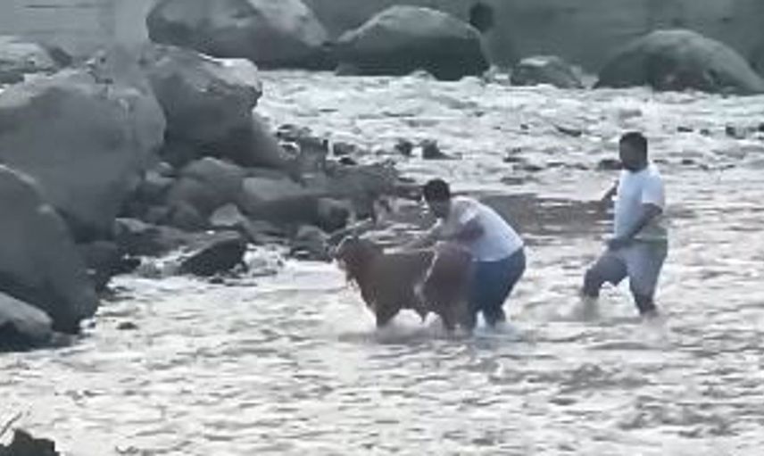 Artvin'de akıntıya kapılan buzağı, vatandaşların cesaretiyle kurtarıldı