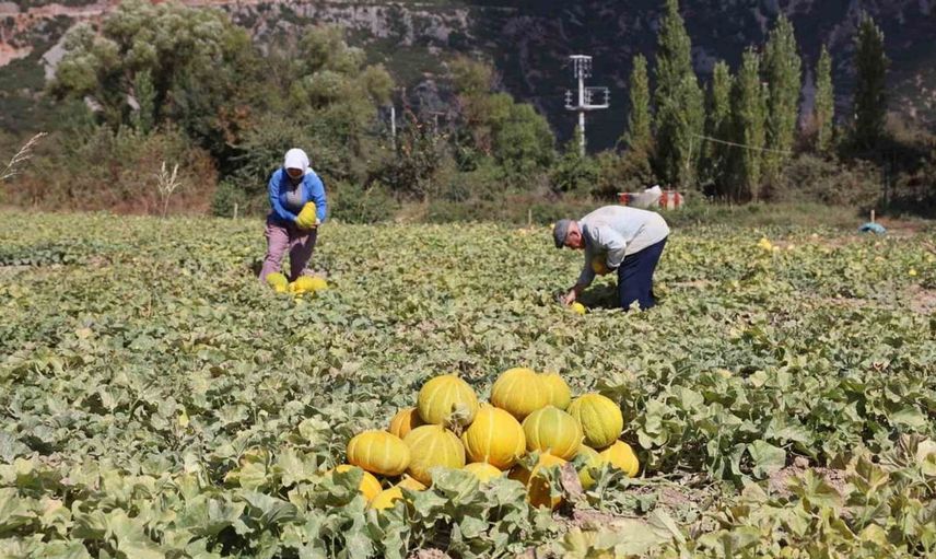 Menteşe'de geleneksel tarımın hasat zamanı: Yayla kavunu ve ata tohumları