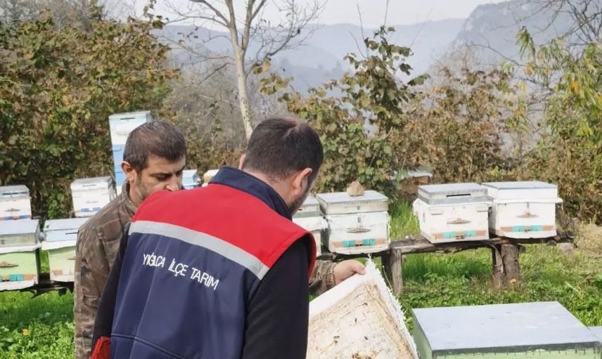 Düzce'de arılı kovan sayımları yapıldı: 4 köyde saha çalışmaları tamamlandı