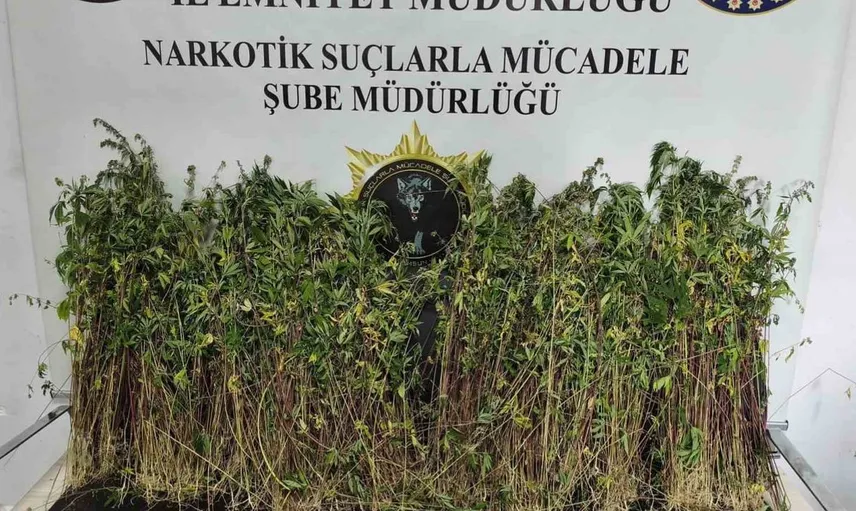 Bafra'da gerçekleştirilen uyuşturucu operasyonunda kenevir bitkileri ele geçirildi