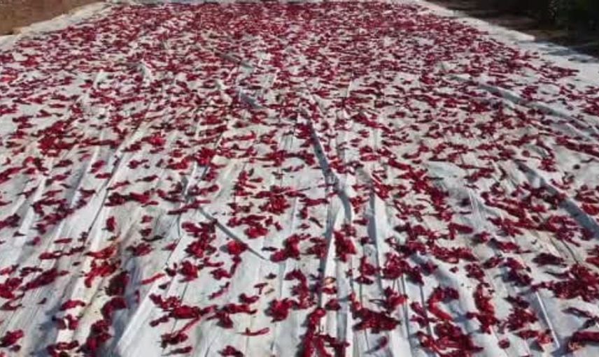 Şanlıurfa'da isot fiyatları tavan yaptı: Artan talep dikkat çekiyor