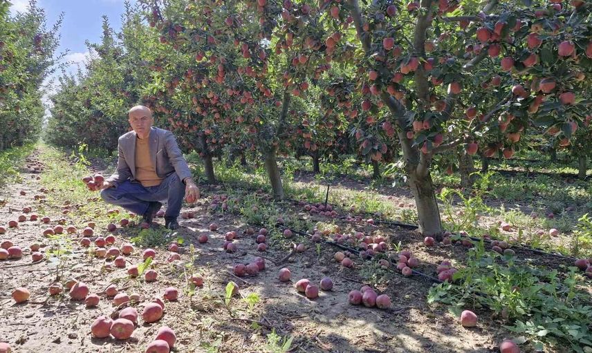 Karaman'da yüksek elma rekoltesi fiyatları düşürdü