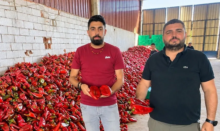 Bursa'nın kapya biberinde yaşanan bolluk fiyatları düşürdü