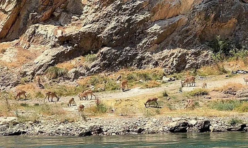 Elazığ'da sürü halinde dağ keçileri gözlemlendi