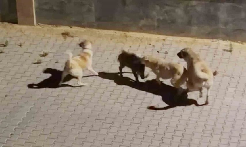 Kuşadası'nda yaban domuzu köpeklerin saldırısından sürüsü tarafından kurtarıldı
