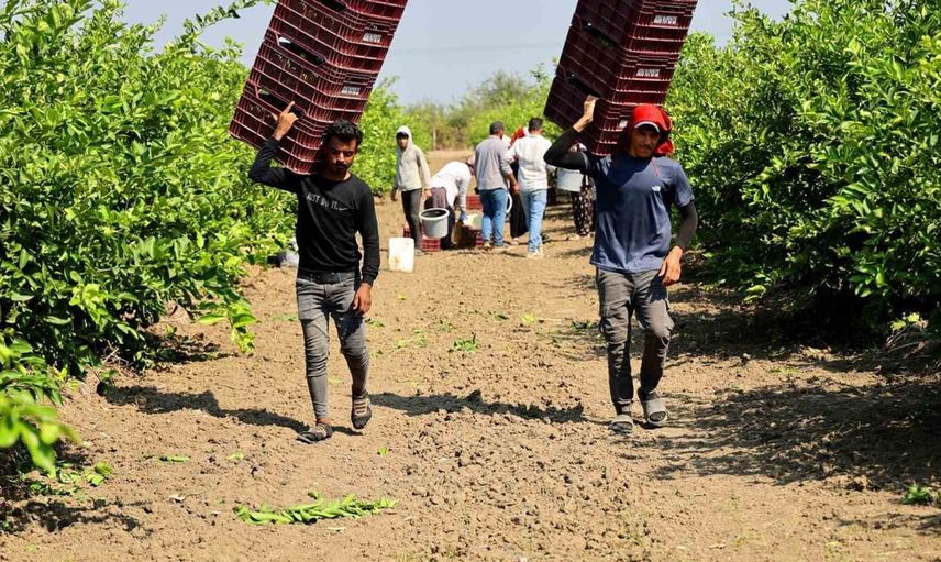 Çukurova'da tarım işçilerine yeni yevmiye düzenlemesi: 2026'dan itibaren 1613 TL