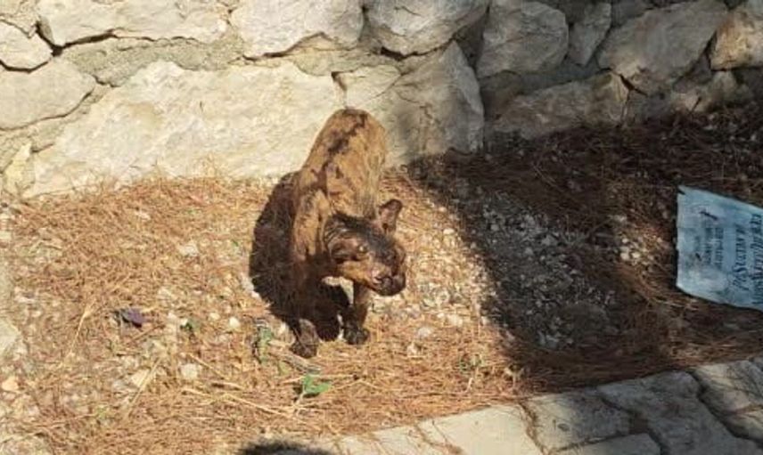 Kumluca’da orman yangınından kurtarılan sokak kedisi