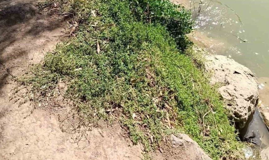 Reyhanlı'da göl kenarında bulunan yılan güvenli şekilde yakalandı