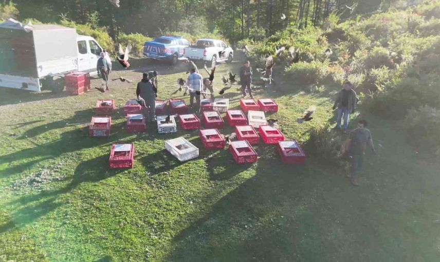 Zonguldak’ta doğa koruma çalışması: Sülünler yaban hayata salındı