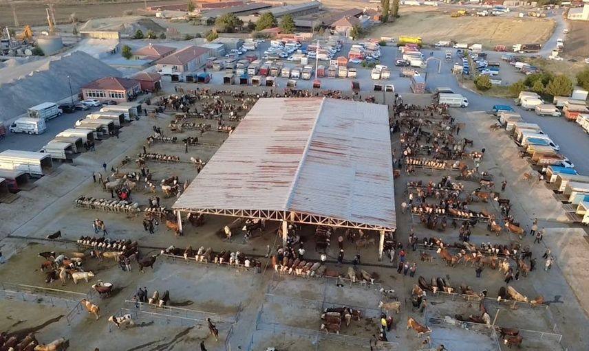 Hayvan fiyatları düşüşte, besiciler ‘tam alım zamanı’ diyor