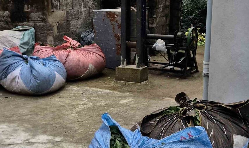 Rize'de elektrik kesintisi sırasında çay hasadını kurtaran V2L çözümü