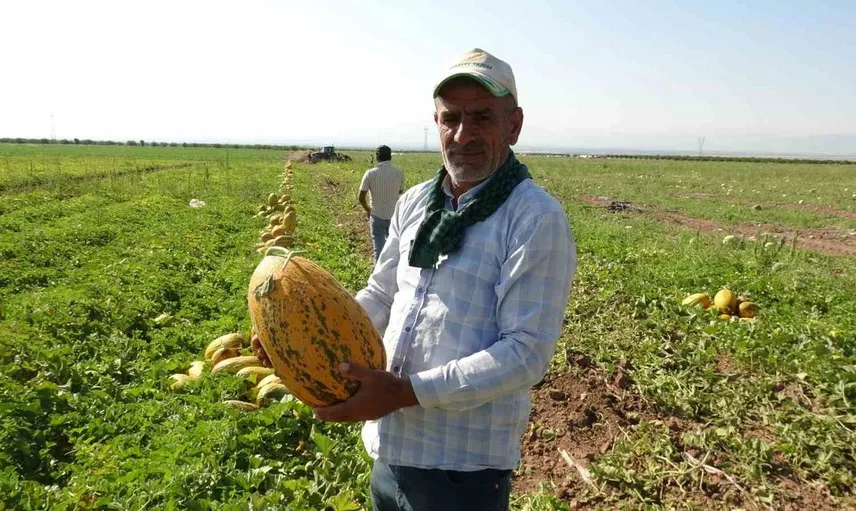 Yazıhan'da kavun hasadı bereketi artıyor