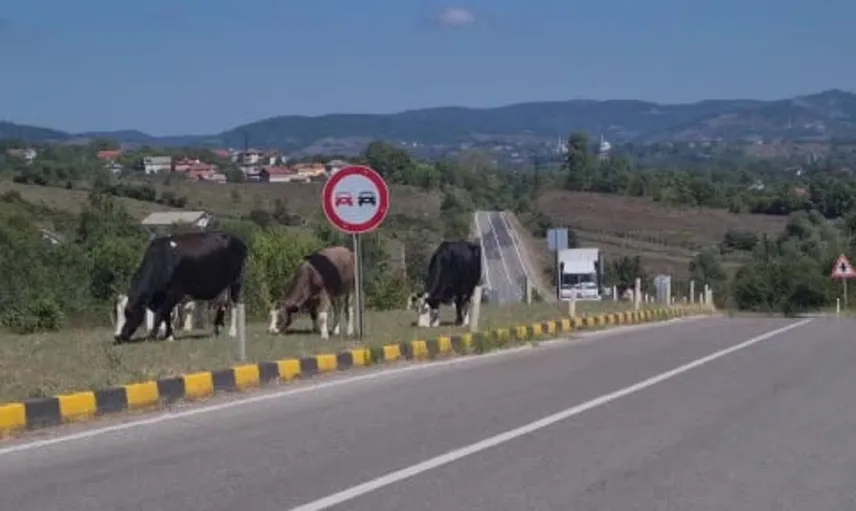 Başında hayvanlar olan karayolu sürücüler için büyük risk oluşturuyor