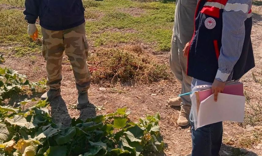 Afyonkarahisar'da turşuluk salatalık üretiminde tarım ilaçları denetimi devam ediyor