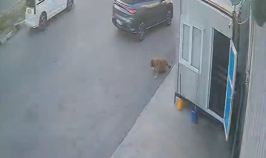 Afyonkarahisar'da sokak köpeğine çarpan sürücünün umursamazlığı tepkilere neden oldu