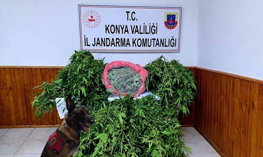 Ereğli'de depo görünümünde kenevir yetiştiren kişi yakalandı