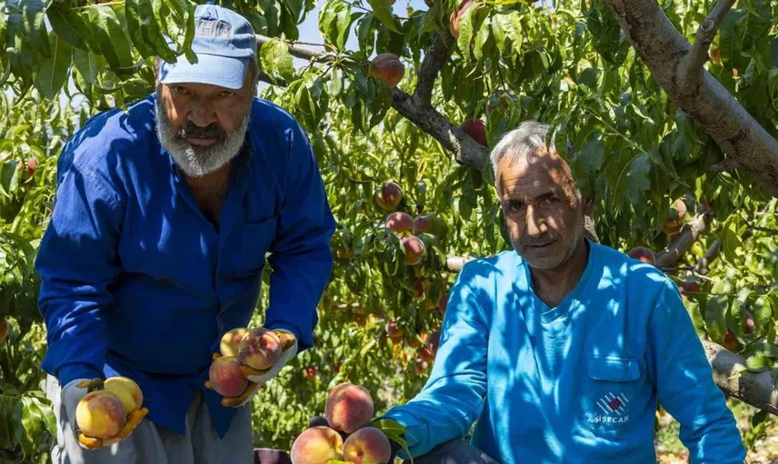 Mersin'de şeftali üreticilerine destek: Mezitli Belediyesi doğrudan alım yaptı