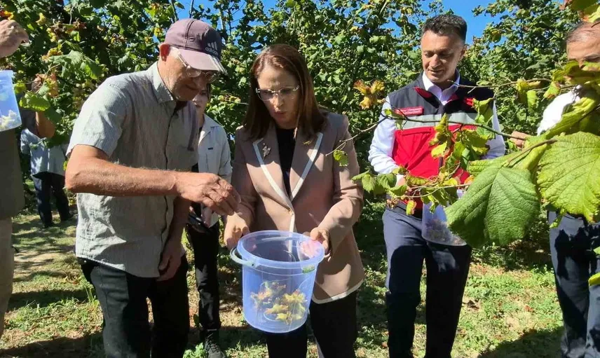 Bartın Valisi Arslan fındık hasadına katıldı ve mücadele çağrısı yaptı