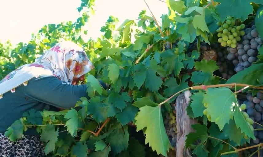 Cimin üzümünün emektarı Güldursun teyze, 75 yaşında bağlarda çalışmaya devam ediyor