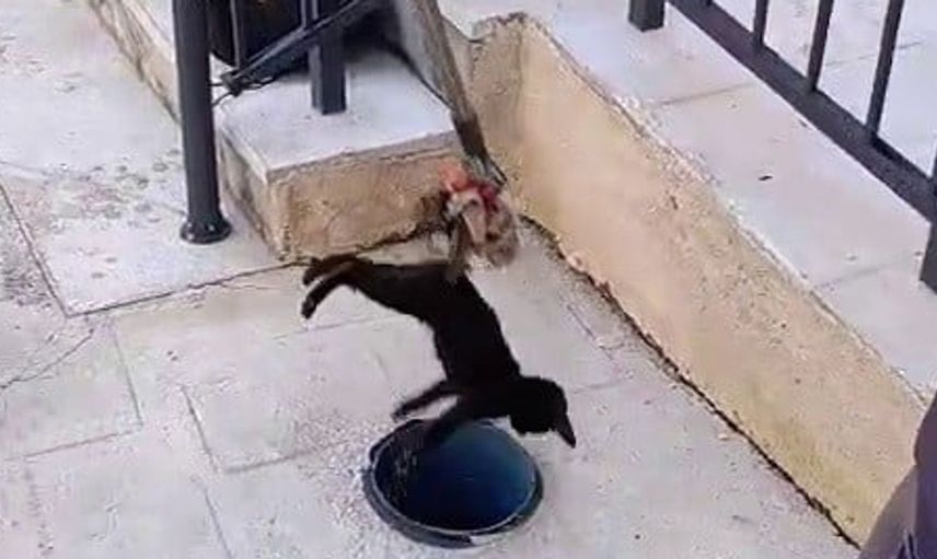 Miyavlaması sayesinde kurtarıldı: Havalandırma borusundaki yavru kedi