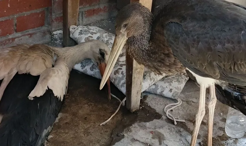 Kuşadası'ndaki leylek yavruları göç yolculuğuna çıkmadan zorluklarla karşılaştı