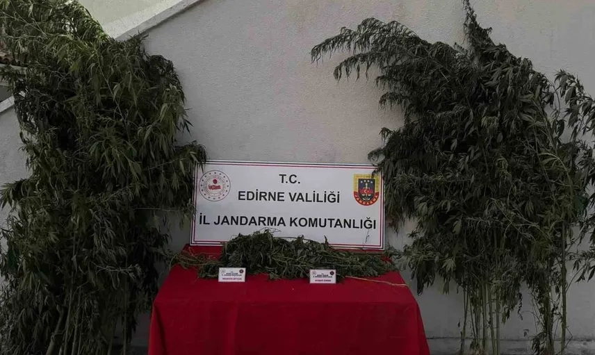 Edirne'de kenevir operasyonu: 52 kök kenevir ve 1 kilo esrar ele geçirildi