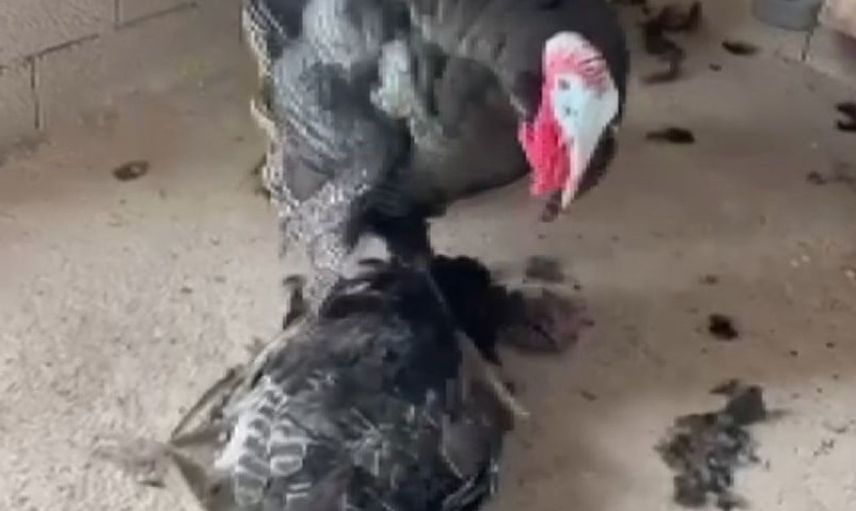 Erkek hindu, kaybettiği aşkının başından ayrılmadı