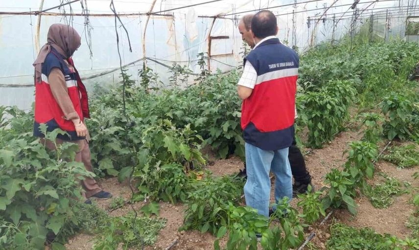 Tavşanlı'da tarım arazileri ve seralarda hastalık kontrolleri sürüyor