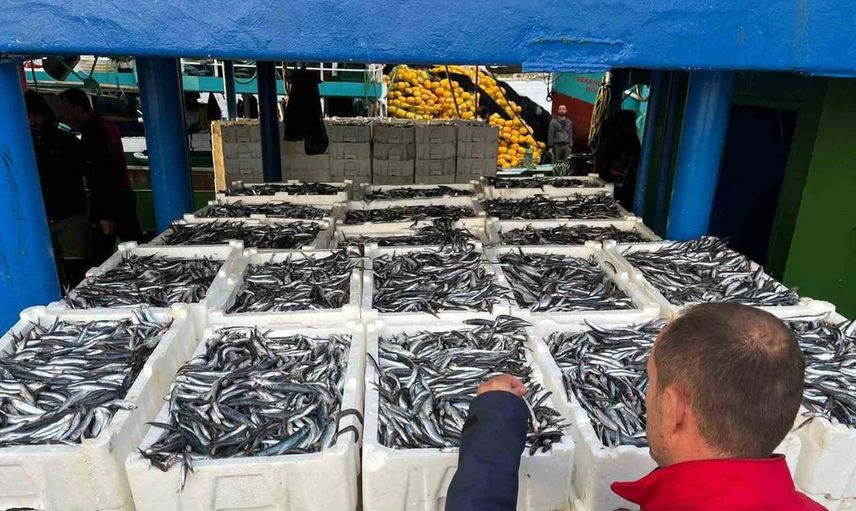 Hamsi av sezonunda denetimler sürüyor: Didim'de sürdürülebilir balıkçılık önceliği