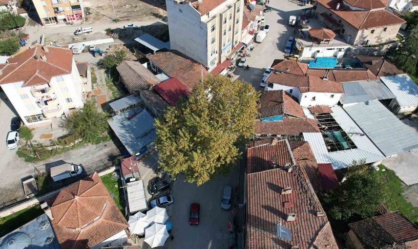 1884'te dikilen çınar, Pazar'ın tarihine damga vurdu