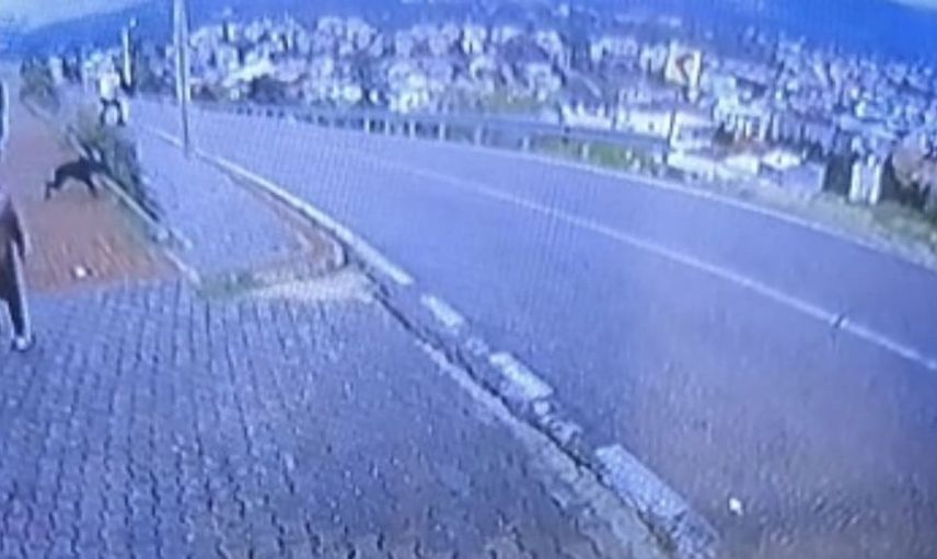 Bursa'da köpek saldırısı: Minibüs durağında panik anları
