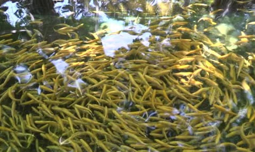 Çameli alabalığı: Torosların soğuk sularında yetişen lezzet