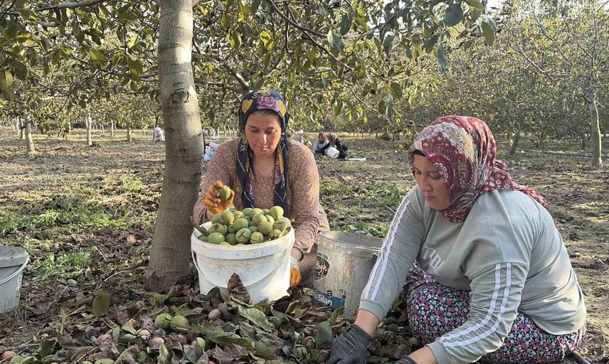 Osmaniye'de ceviz hasadı başladı: 20-25 ton kuru ceviz bekleniyor