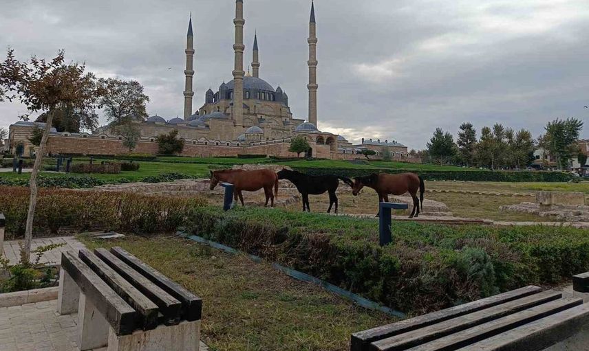 Edirne'de tarihi meydanda başıboş atlar dikkat çekti
