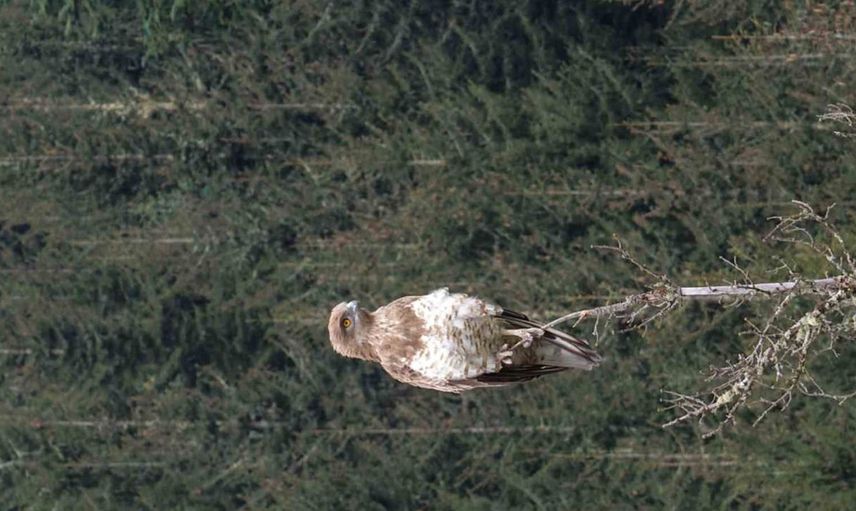 Artvin'de yılan kartalı av peşinde ağaçta görüntülendi