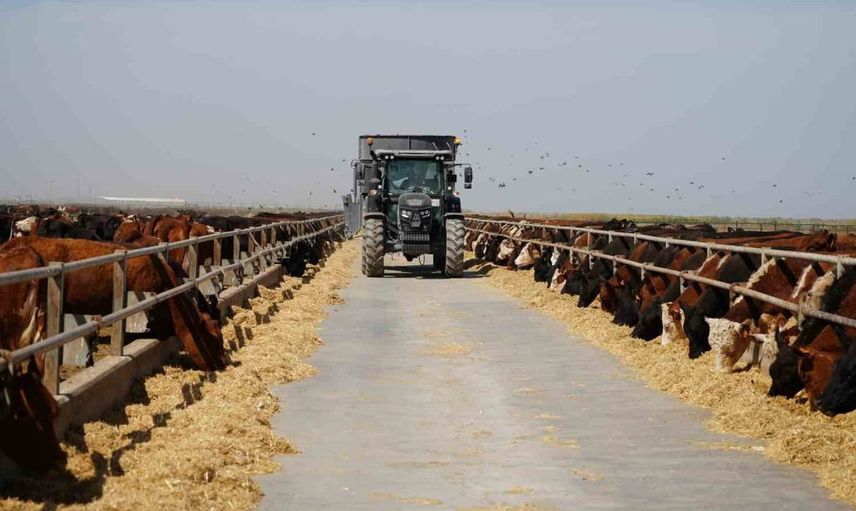 Iğdır'daki angus sığırları kırsal projeyle üreticiye kazandırılıyor