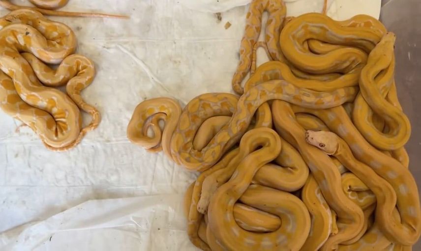 Kapıkule'de yasa dışı piton kaçakçılığı: 67 canlı piton ele geçirildi